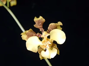 Bild von Oncidium barbatum 2